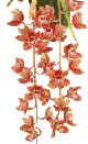 cymbidium