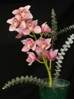  Cymbidium Cut Spray Gift Box Single