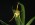 Aeranthes grandiflora