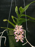 Aerides falcata