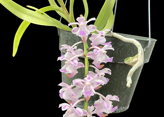 Aerides Pussadi