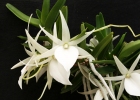 Angraecum didieri