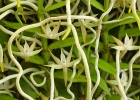 Angraecum erectum