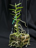 Angraecum erectum