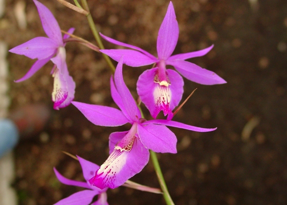 Barkeria lindleyana