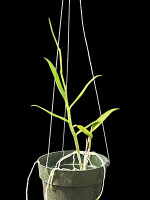 Barkeria lindleyana fma. albescens