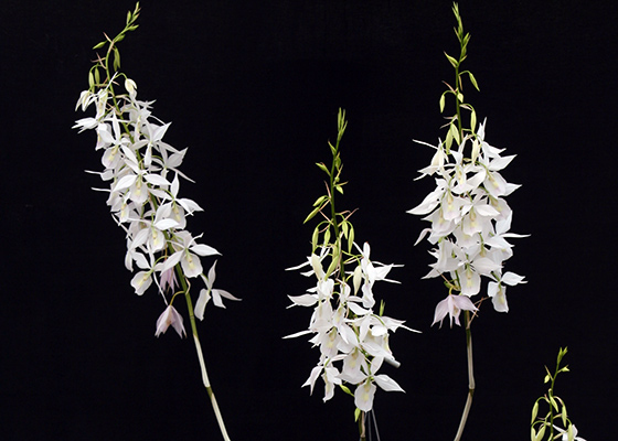 Barkeria lindleyana fma. albescens