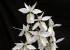 Barkeria lindleyana fma. albescens 'SanBar White Cloud', AM/AOS