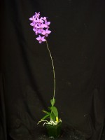 Barkeria melanocaulon