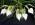 Brassavola Little Stars