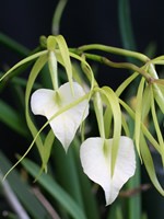 Brassavola Little Stars