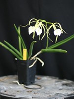 Brassavola Little Stars