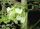 Brassavola nodosa - Seedlings