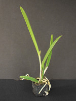 Brassavola nodosa