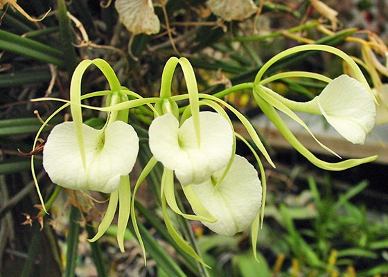 Brassavola nodosa