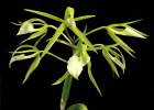 Brassavola subulifolia