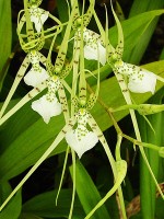 Brassia verrucosa