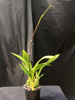 Brassia verrucosa 'Santa Barbara', AM/AOS