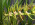 Brassia warszewiczii