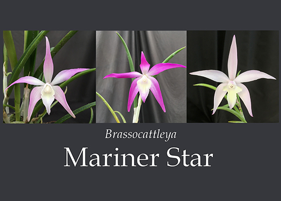 Brassocattleya Mariner Star