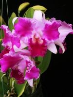 Brassolaeliocattleya Beacon Mountain 'Luscious'