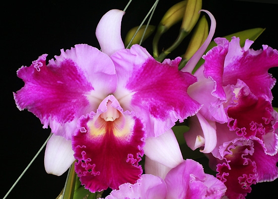 Brassolaeliocattleya Beacon Mountain 'Luscious'