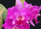 Brassolaeliocattleya Chrissy Compton 'Lucille'