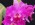 Brassolaeliocattleya Chrissy Compton 'Lucille'