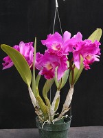 Brassolaeliocattleya Chrissy Compton 'Lucille'