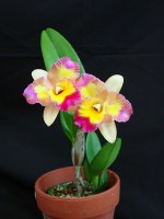 Brassolaeliocattleya Momilani Rainbow 'The Gypsy'