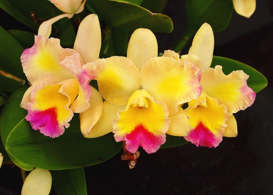 Brassolaeliocattleya Momilani Rainbow 'The Gypsy'