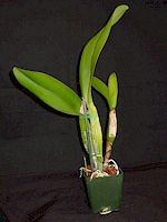 Brassolaeliocattleya My My