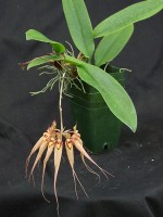 Bulbophyllum (longissimum type)