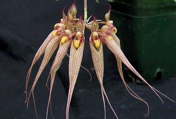 Bulbophyllum (longissimum type)