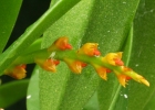 Bulbophyllum acutebracteatum