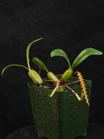 Bulbophyllum acutebracteatum