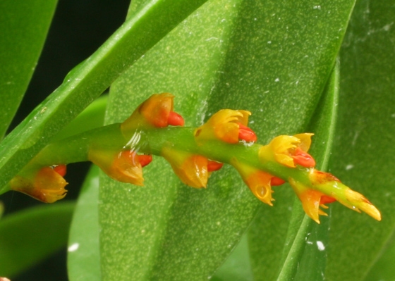 Bulbophyllum acutebracteatum