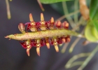 Bulbophyllum falcatum type