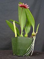 Bulbophyllum flabellum-veneris