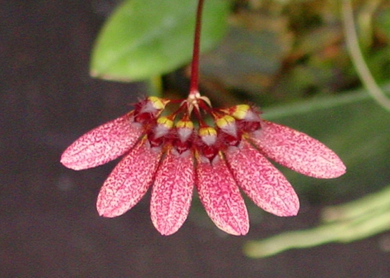 Bulbophyllum flabellum-veneris