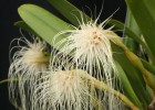Bulbophyllum medusae