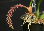 Bulbophyllum saurocephalum