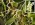Campylocentrum micranthum