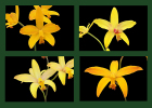 Cattleya (Latona x briegeri)