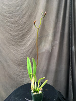 Cattleya (Latona x briegeri)
