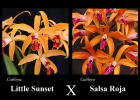 Cattleya (Little Sunset x Salsa Roja)
