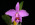 Cattleya Adrienne 'Santa Barbara', HCC/AOS