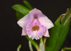 Cattleya alaorii