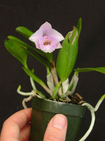 Cattleya alaorii