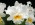 Cattleya Alfresco 'St Tropez'